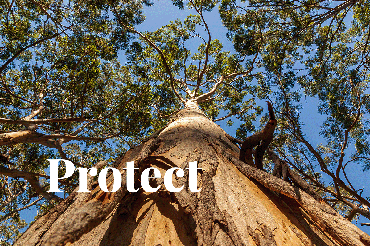 Preserving Paradise Western Australias Pledge To Protect Native Forests